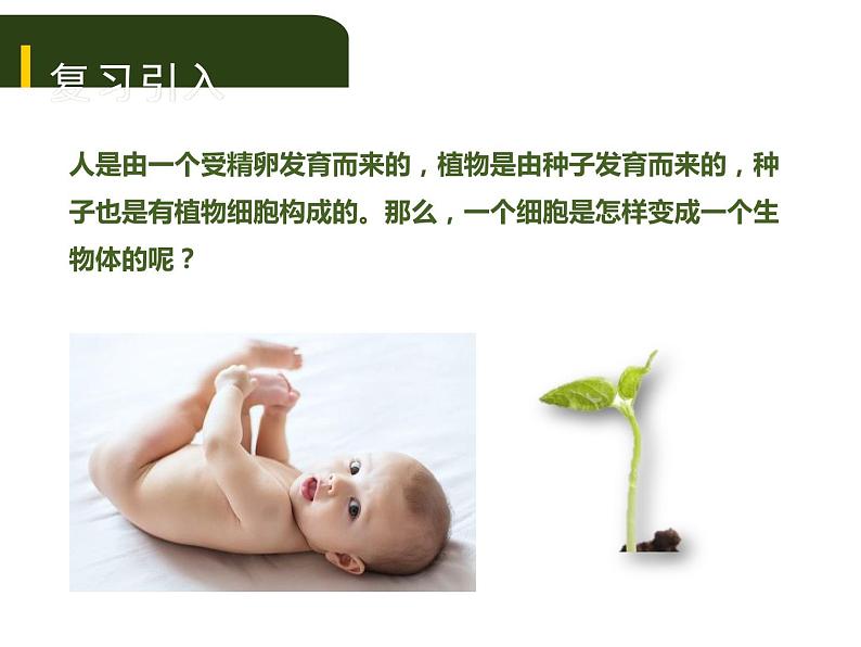 初中生物中考复习 二、(二)多细胞生物体的结构层次课件PPT第1页
