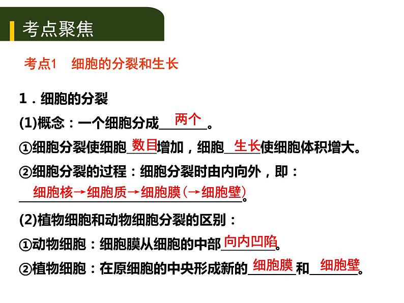 初中生物中考复习 二、(二)多细胞生物体的结构层次课件PPT第2页