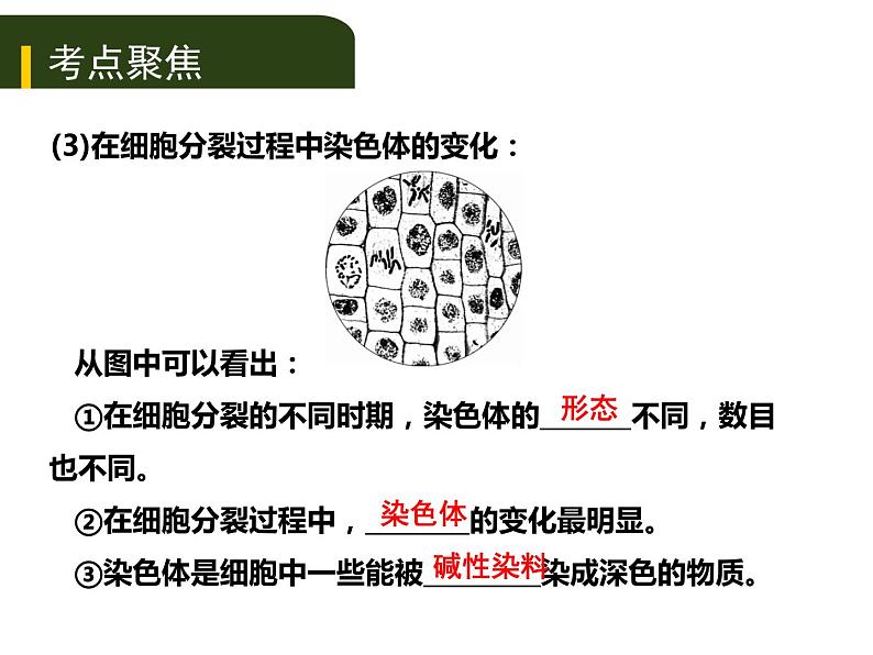 初中生物中考复习 二、(二)多细胞生物体的结构层次课件PPT第3页