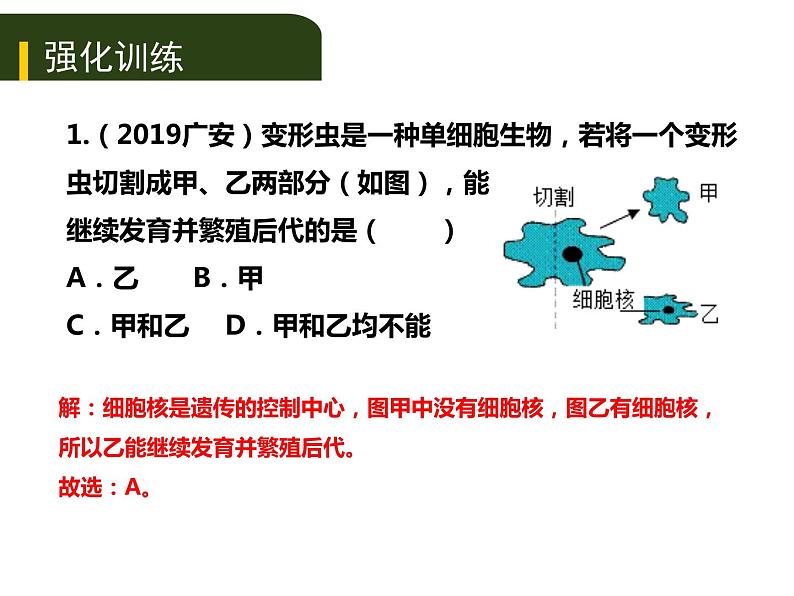 初中生物中考复习 二、(二)多细胞生物体的结构层次课件PPT第8页