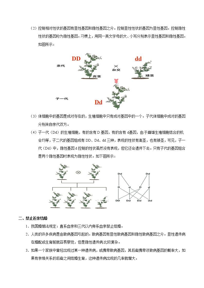 初中生物中考复习 考点41 基因的显性和隐性-备战2021年中考生物考点一遍过第2页