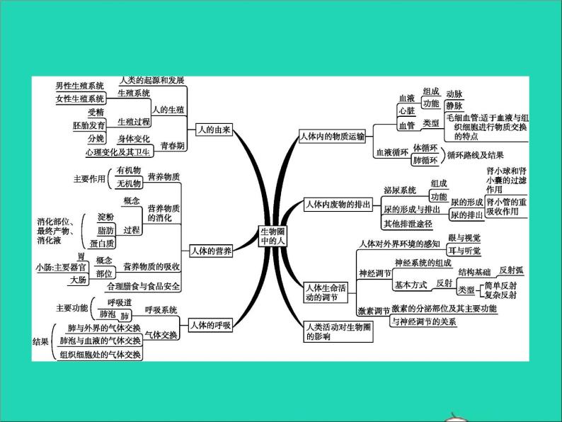 初中生物中考复习 中考生物总复习专题四生物圈中的人课件02