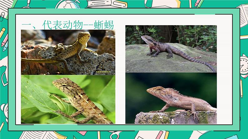 人教版八年级上册第五节两栖动物和爬行动物课件PPT第6页