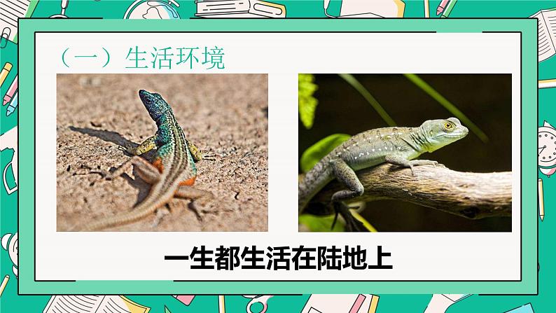 人教版八年级上册第五节两栖动物和爬行动物课件PPT第7页