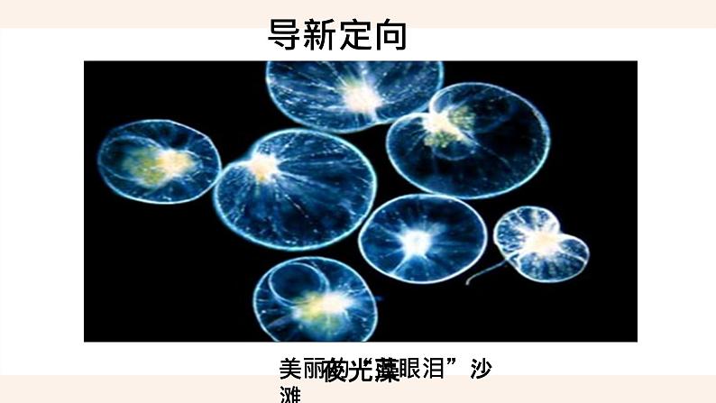 人教版第四节单细胞生物课件PPT01