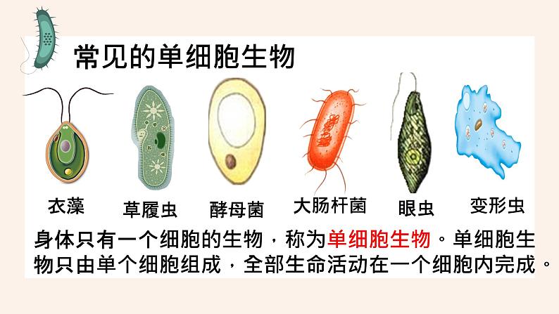 人教版第四节单细胞生物课件PPT04