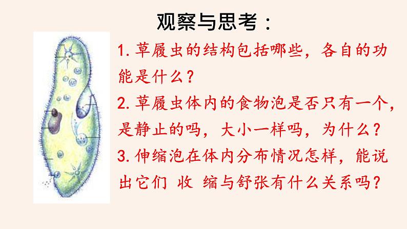 人教版第四节单细胞生物课件PPT08