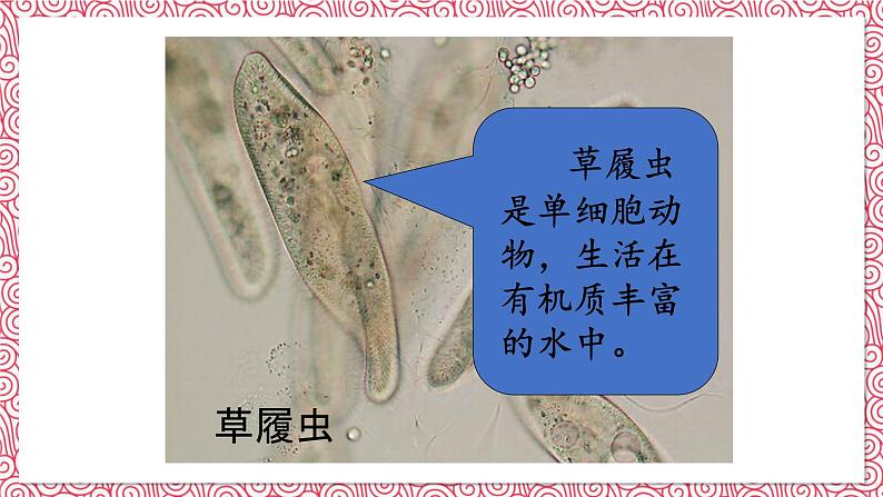 人教版七年级上册第四节单细胞生物课件PPT03