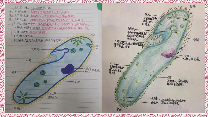 人教版七年级上册第四节单细胞生物课件PPT08