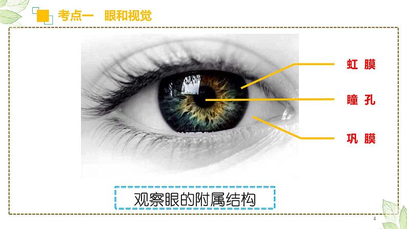 初中生物中考复习 专题14 人体生命活动的调节(上课用课件)-【过一轮】2022年中考生物一轮复习课件精讲与习题精练第4页