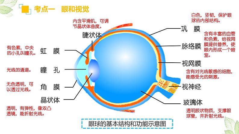 初中生物中考复习 专题14 人体生命活动的调节(上课用课件)-【过一轮】2022年中考生物一轮复习课件精讲与习题精练第5页