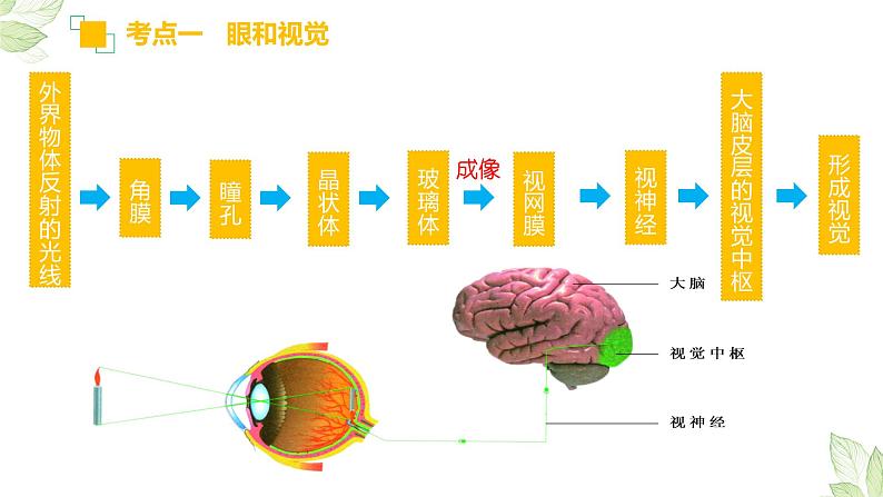初中生物中考复习 专题14 人体生命活动的调节(上课用课件)-【过一轮】2022年中考生物一轮复习课件精讲与习题精练第6页