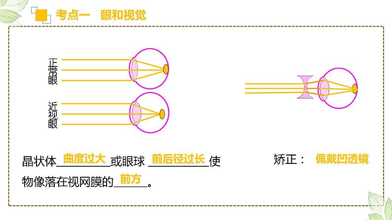 初中生物中考复习 专题14 人体生命活动的调节(上课用课件)-【过一轮】2022年中考生物一轮复习课件精讲与习题精练第8页
