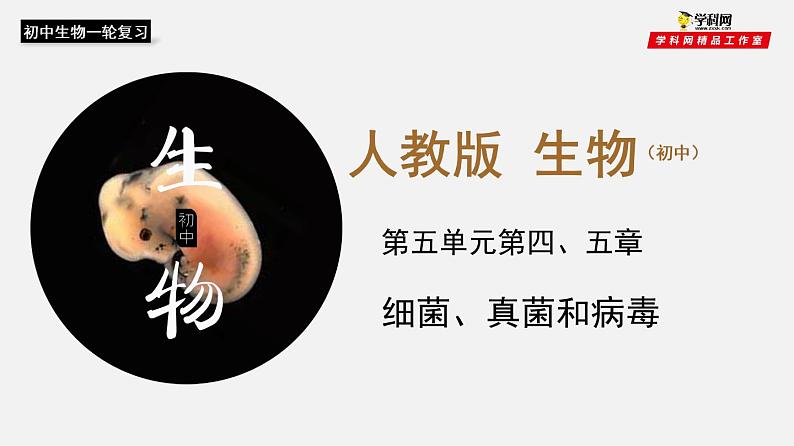 初中生物中考复习 专题17 细菌、真菌和病毒(课件)-2021年中考生物一轮复习讲练测01