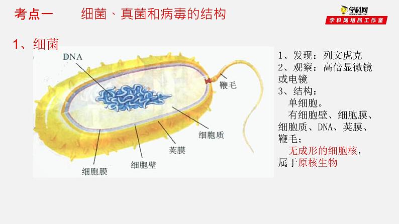 初中生物中考复习 专题17 细菌、真菌和病毒(课件)-2021年中考生物一轮复习讲练测03