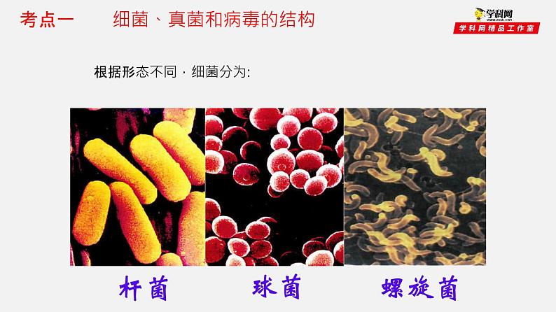 初中生物中考复习 专题17 细菌、真菌和病毒(课件)-2021年中考生物一轮复习讲练测04