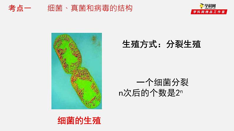 初中生物中考复习 专题17 细菌、真菌和病毒(课件)-2021年中考生物一轮复习讲练测05