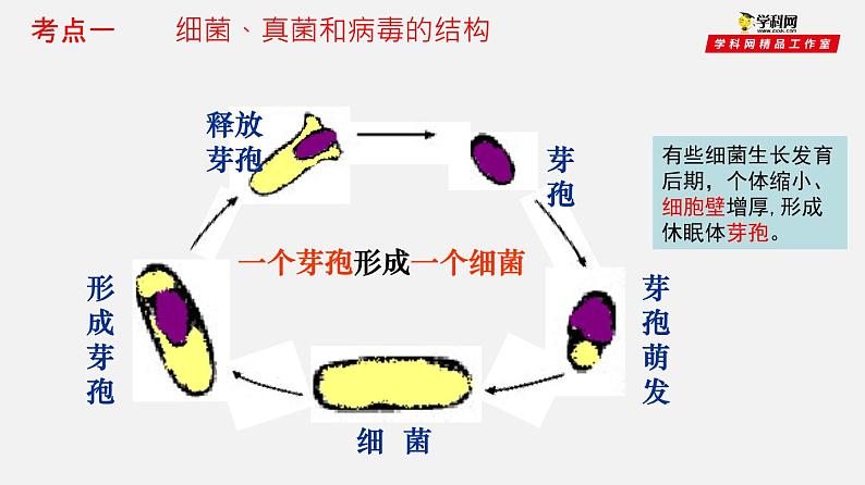 初中生物中考复习 专题17 细菌、真菌和病毒(课件)-2021年中考生物一轮复习讲练测06