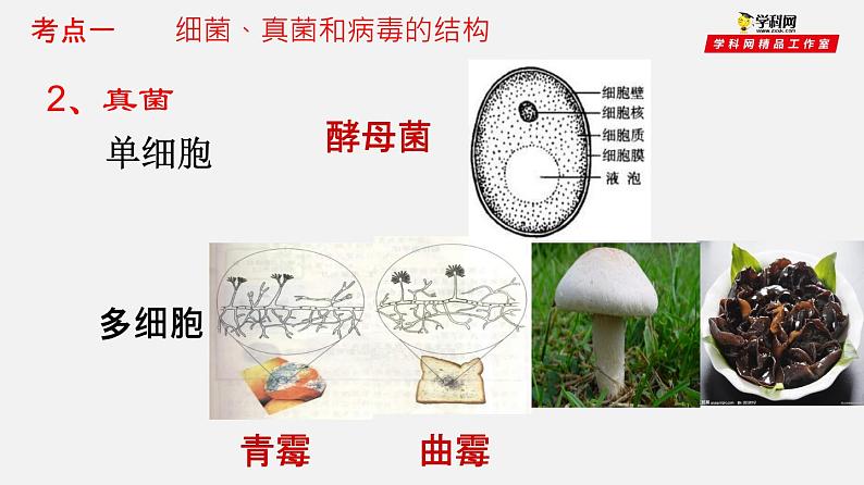 初中生物中考复习 专题17 细菌、真菌和病毒(课件)-2021年中考生物一轮复习讲练测07
