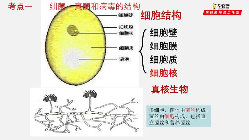 初中生物中考复习 专题17 细菌、真菌和病毒(课件)-2021年中考生物一轮复习讲练测08