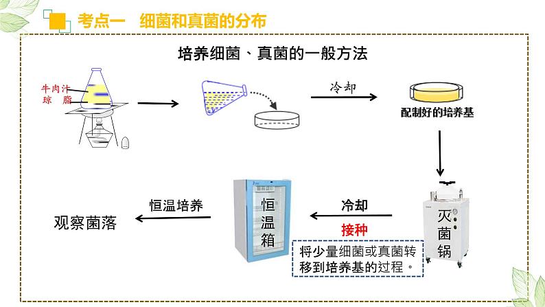 初中生物中考复习 专题17 细菌、真菌和病毒(上课用课件)-【过一轮】2022年中考生物一轮复习课件精讲与习题精练第4页