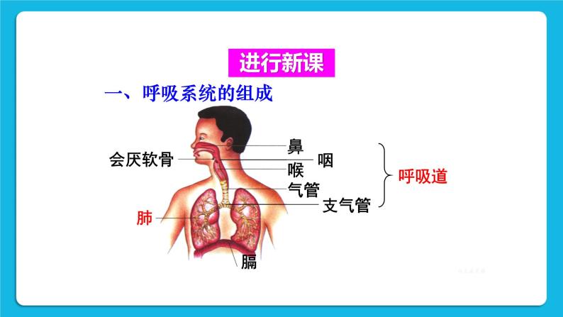 第三章 人体的呼吸 第一节 呼吸道对空气的处理 课件+教案04