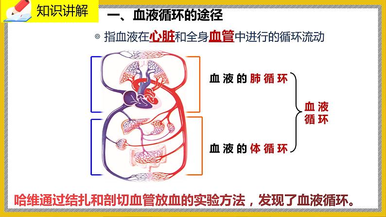 9.2.3《血液循环》课件PPT第3页