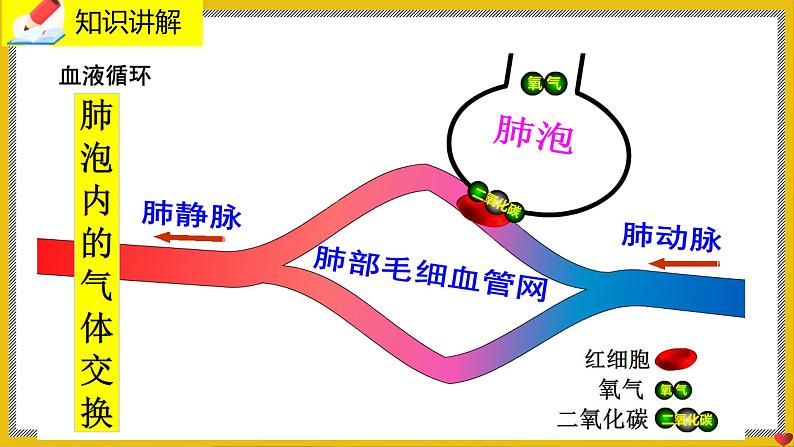 9.2.3《血液循环》课件PPT第4页