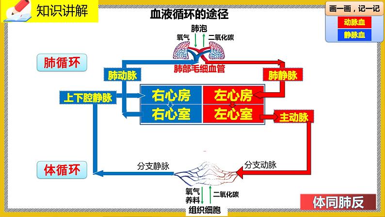 9.2.3《血液循环》课件PPT第5页