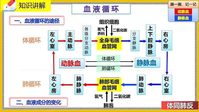 9.2.3《血液循环》课件PPT第6页