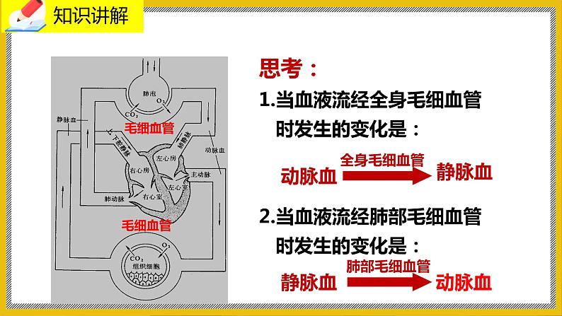 9.2.3《血液循环》课件PPT第7页