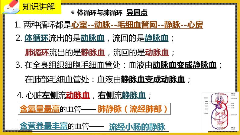 9.2.3《血液循环》课件PPT第8页
