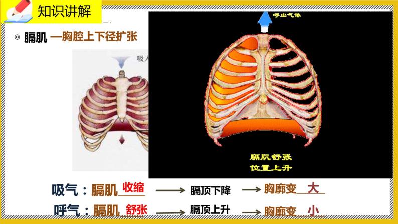 10.2.2《人体细胞获得氧气的过程》课件PPT+教案+同步练习07