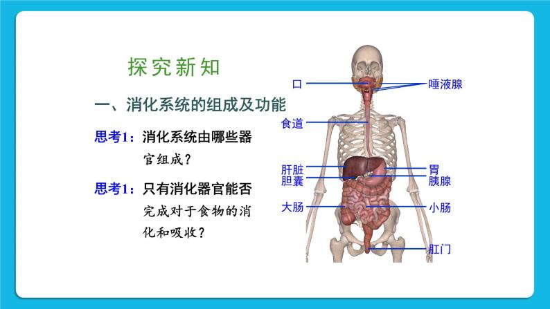 第8章  人体的营养 第2节  食物的消化和营养物质的吸收 第1课时 消化系统的组成 课件+教案+素材03