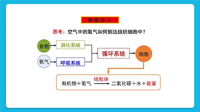 第10章 人体的能量供应 第2节 人体细胞获得氧气的过程 第1课时 呼吸系统的组成与功能 课件+教案+素材02
