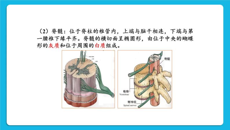 第12章 人体的自我调节  第1节 神经系统与神经调节 第1课时 神经系统 课件+教案+素材08