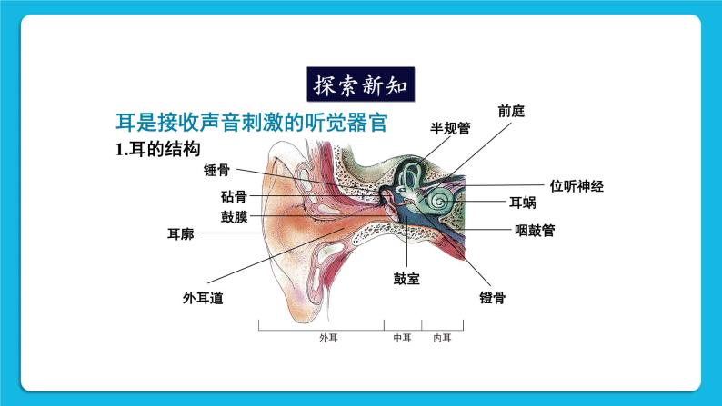 第12章 人体的自我调节  第2节 感受器和感觉器官 第2课时 耳与听觉及其他感觉 课件+素材04