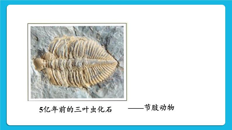 第7单元 生命的演化 第21章 生命的发生和发展 第2节 生物进化 第1-2课时 课件2+教案+素材06
