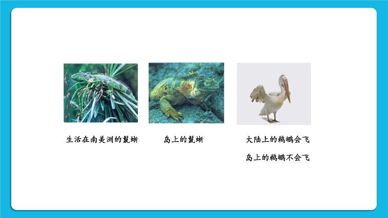 第7单元 生命的演化 第21章 生命的发生和发展 第2节 生物进化 第1-2课时 课件2+教案+素材07
