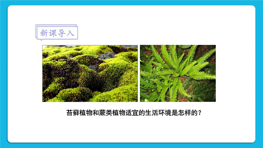 第2課時 種子植物 課件第1頁