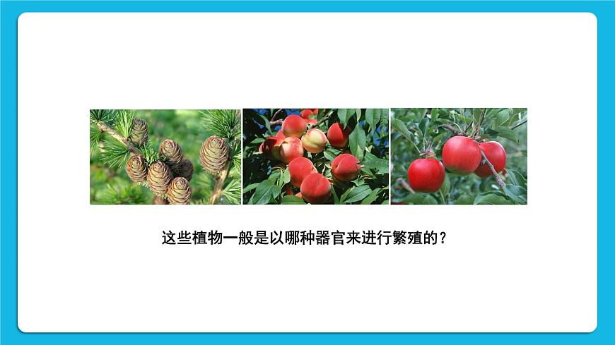 第2課時 種子植物 課件第3頁