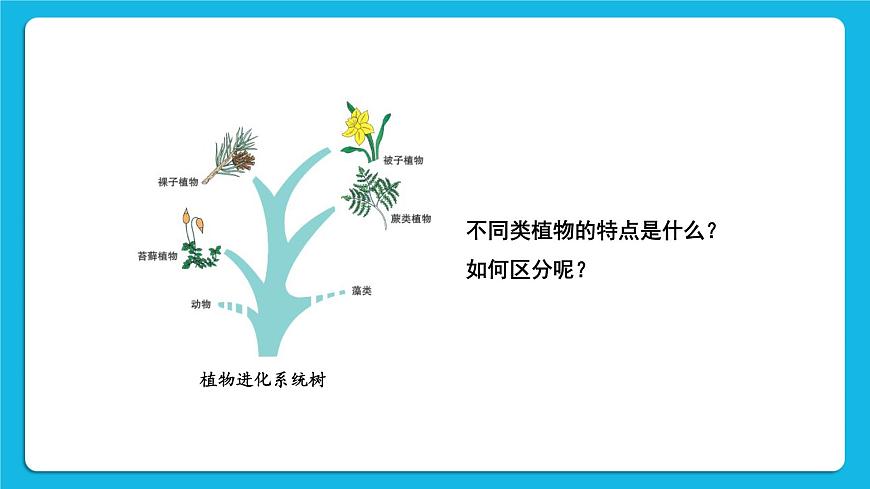 第1課時 苔蘚植物和蕨類植物 課件第2頁