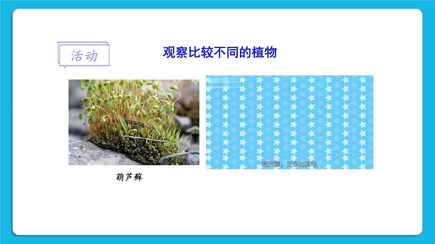 第1課時 苔蘚植物和蕨類植物 課件第4頁