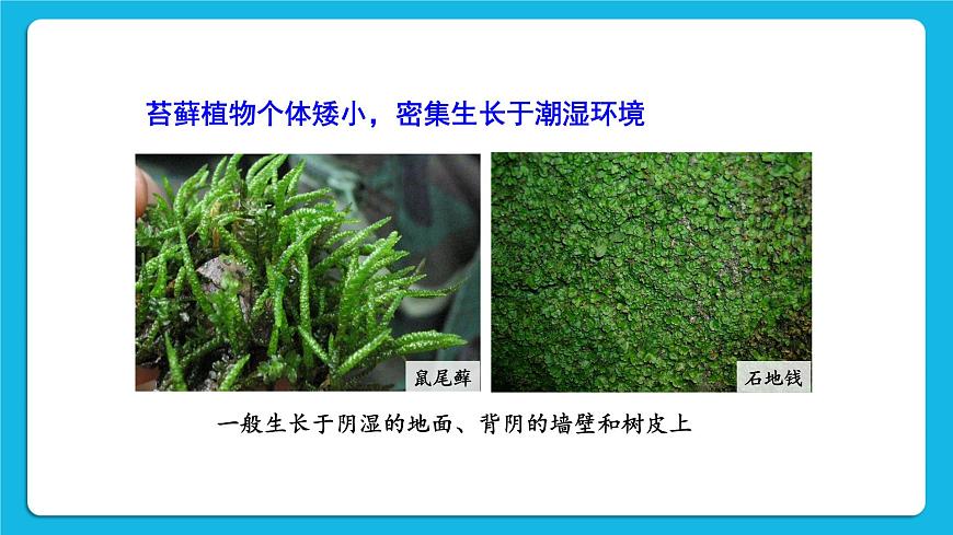 第1課時 苔蘚植物和蕨類植物 課件第7頁