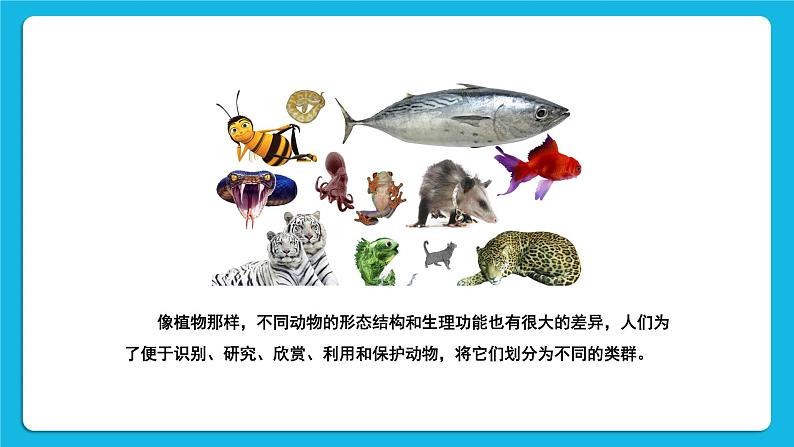 第1课时 腔肠动物、扁形动物、线虫动物、软体动物 课件第2页