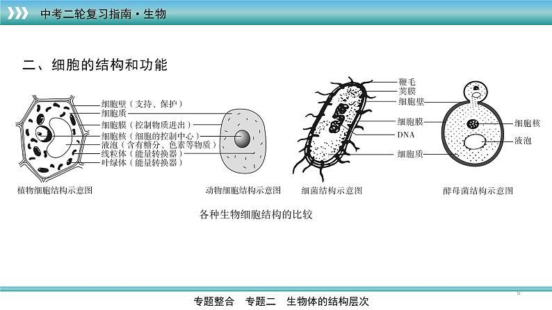 初中生物中考复习 专题03生物体的结构层次(上课用课件)-【过专题】2022年中考生物二轮精准高效复习第5页