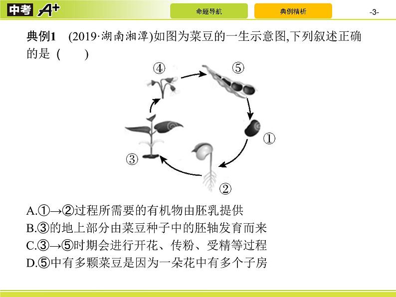 初中生物中考复习 专题3 生物圈中的绿色植物课件PPT03