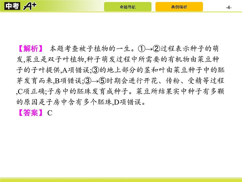 初中生物中考复习 专题3 生物圈中的绿色植物课件PPT04