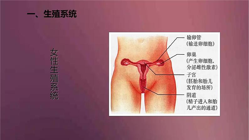人教版生物七年级下册 《人的生殖》课件06