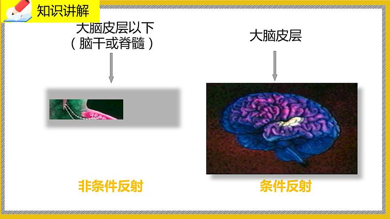 12.1.2《神经系统的组成》课件PPT第8页